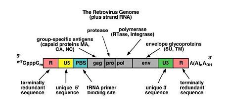 Retrovirus Genome
