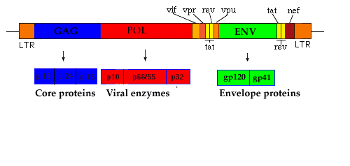 Lentivirus Genome