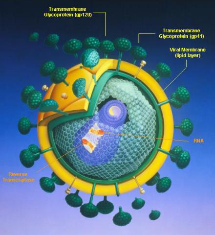 HIV Virus