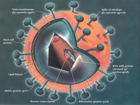 what is a retrovirus in biology