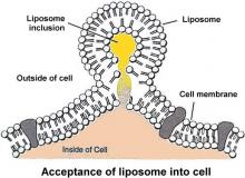 Liposome